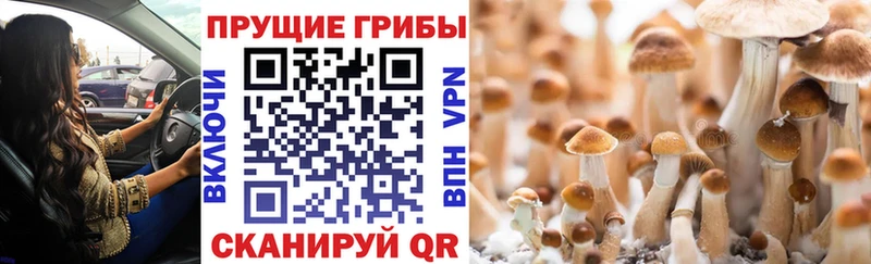 Псилоцибиновые грибы мухоморы  ОМГ ОМГ зеркало  Светлый  купить закладку 